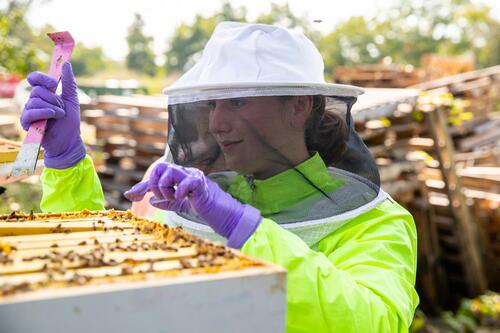 Allison Menendez '20 checks on bees in one of two hives club members maintain.
