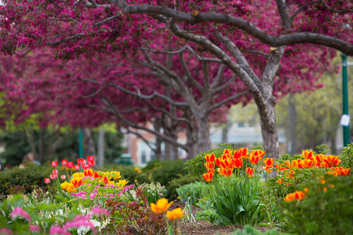 Campus flowers