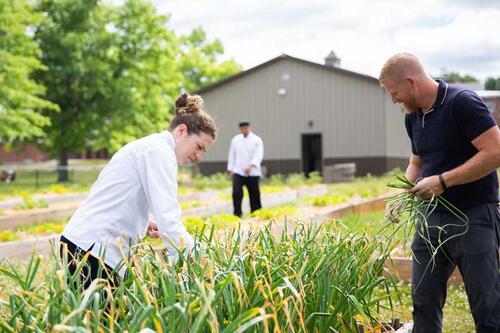 Garlic scapes