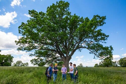 Students and professors studying a white oak