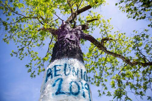 Painted tree in Sturges Quad