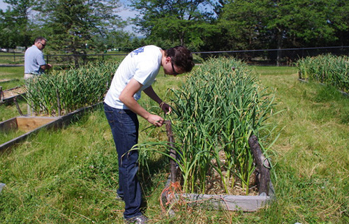 Geneseo students and volunteers harvest the garlic scape crop.