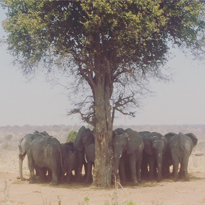 elephants under a tree. 