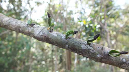 Mistletoe seedlings on host branch