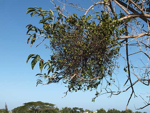 Mistletoe in fiddlewood tree