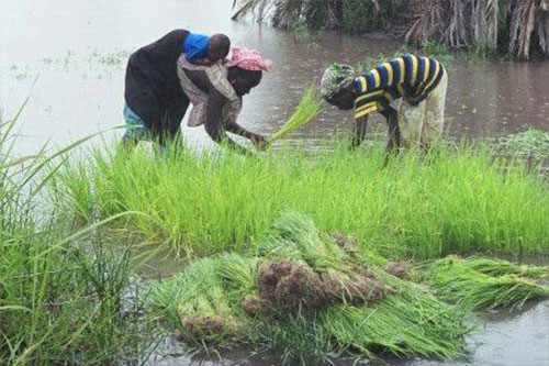 Bethany at the rice fields.