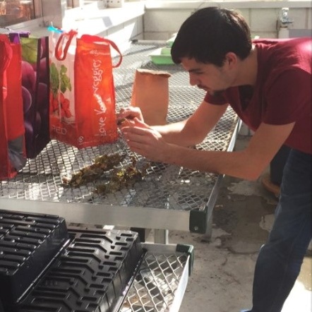 John Coacci sorting leaf litter