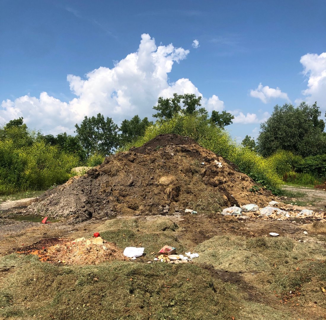 An onion plant growing in the eGarden.