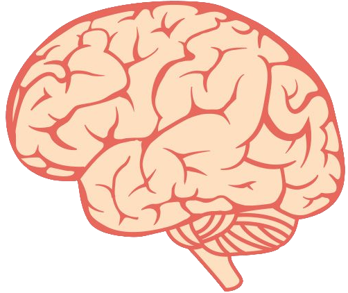 Brain