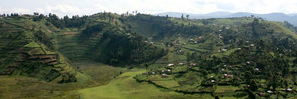 Rice Fields in Uganda