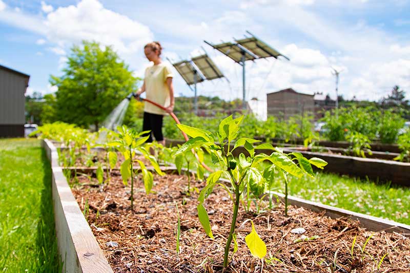 student watering plants