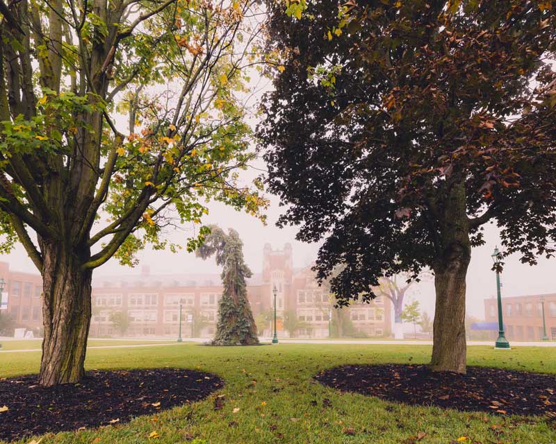 Seuss Spruce in the fog