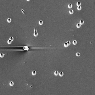 right0degtilt Optical Imaging