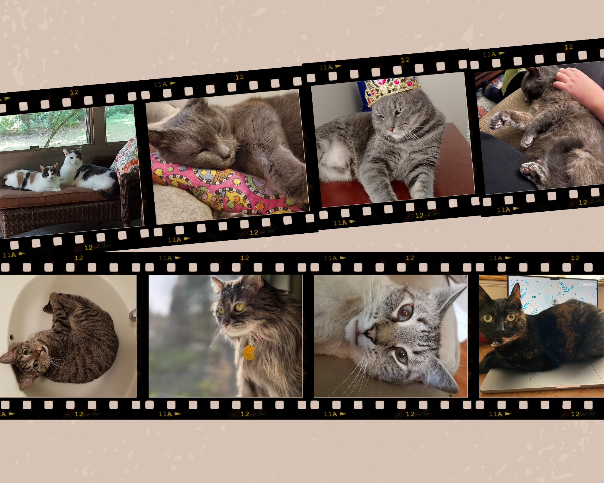 Cream filmstrip collage of cat photos.