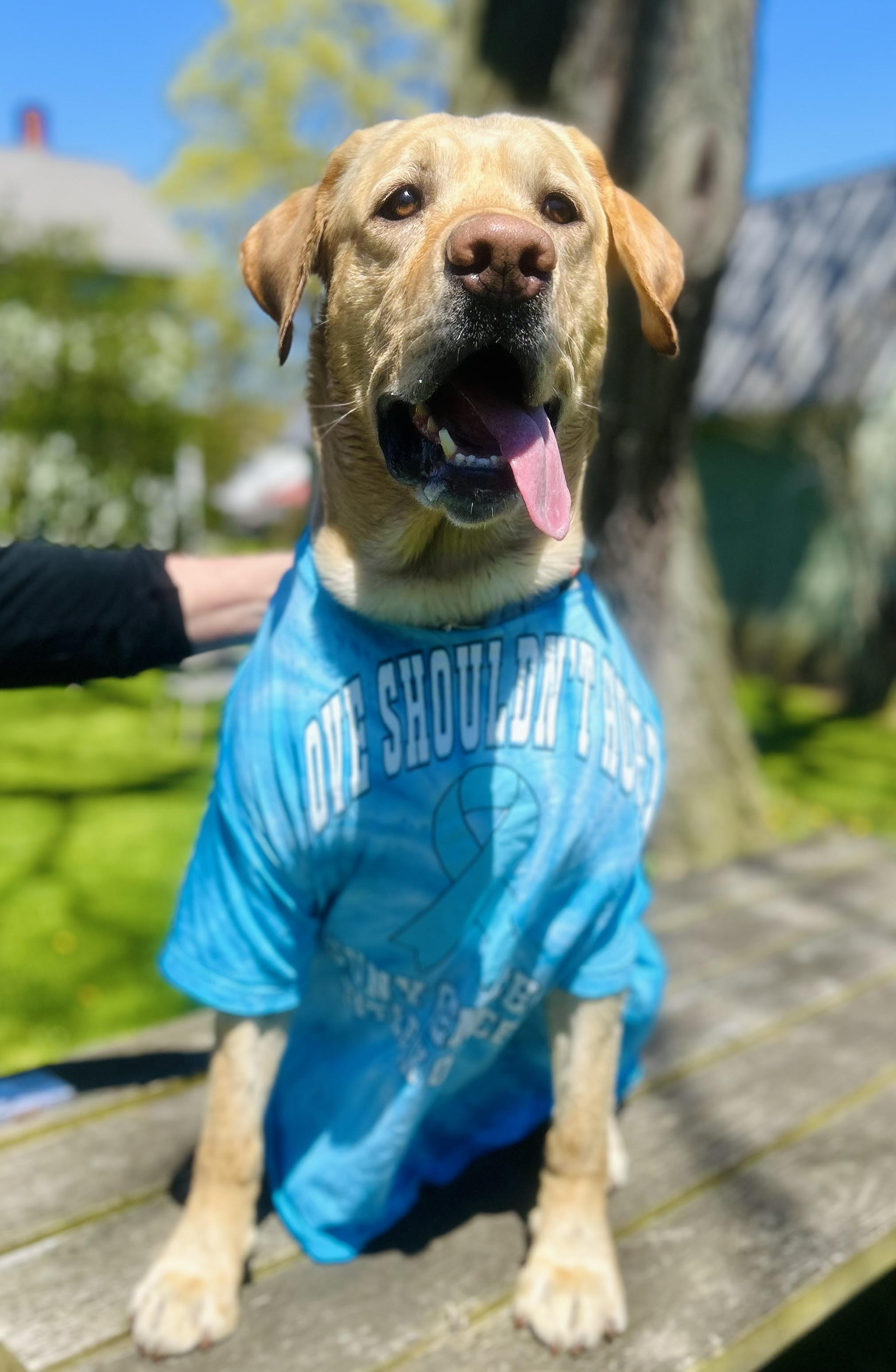 Mykonos the therapy dog in the Office of Diversity & Equity