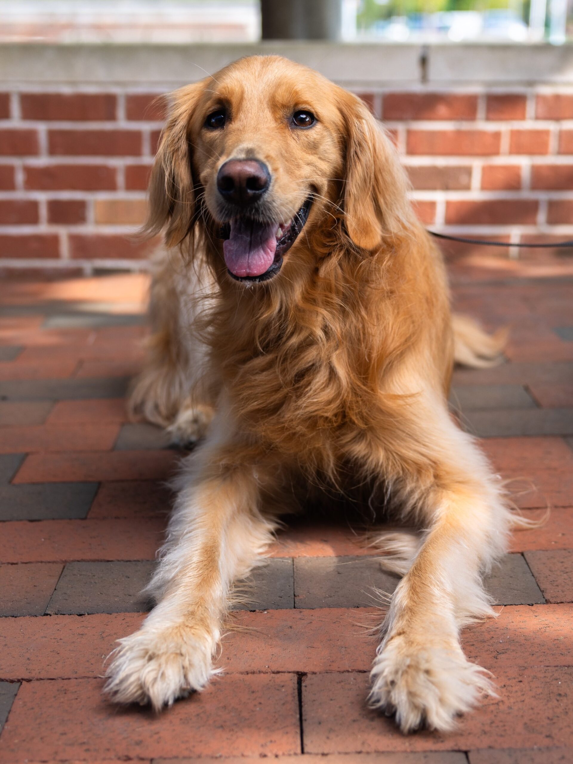 Rose the Therapy Dog