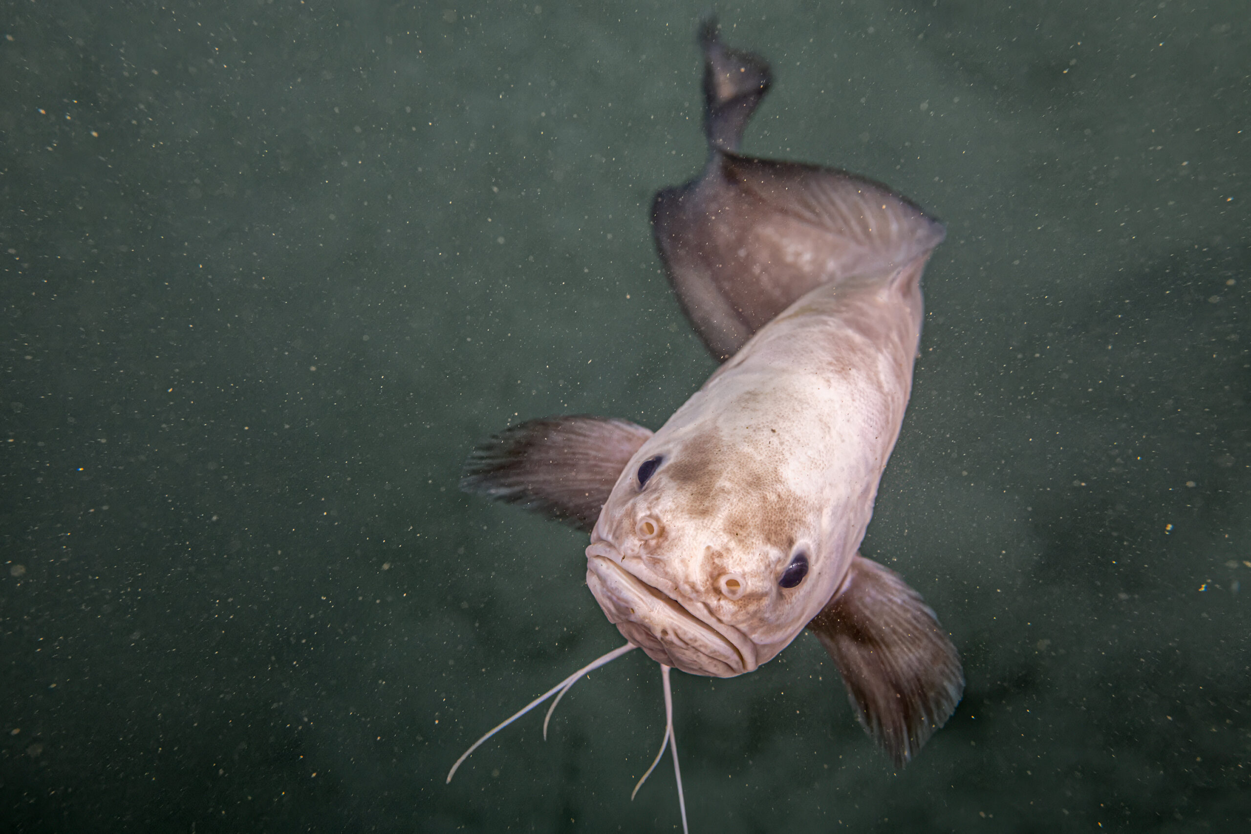 Cusk eel (Image courtesy of NOAA Ocean Exploration)