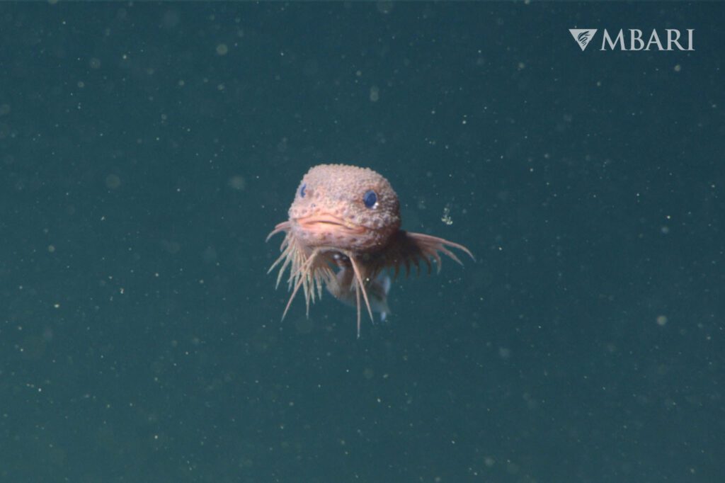 MBARI Bumpy Snailfish