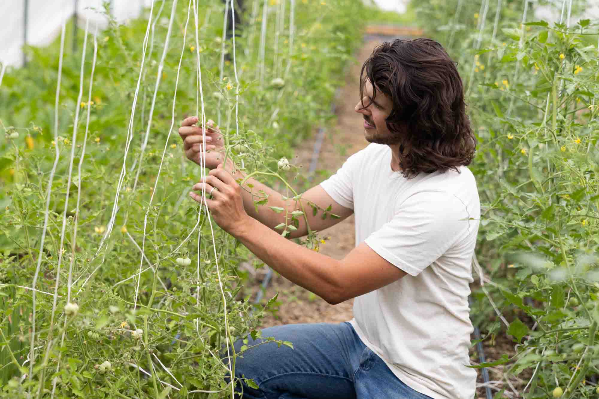 Sean Perry tends to crops in a greenhouse