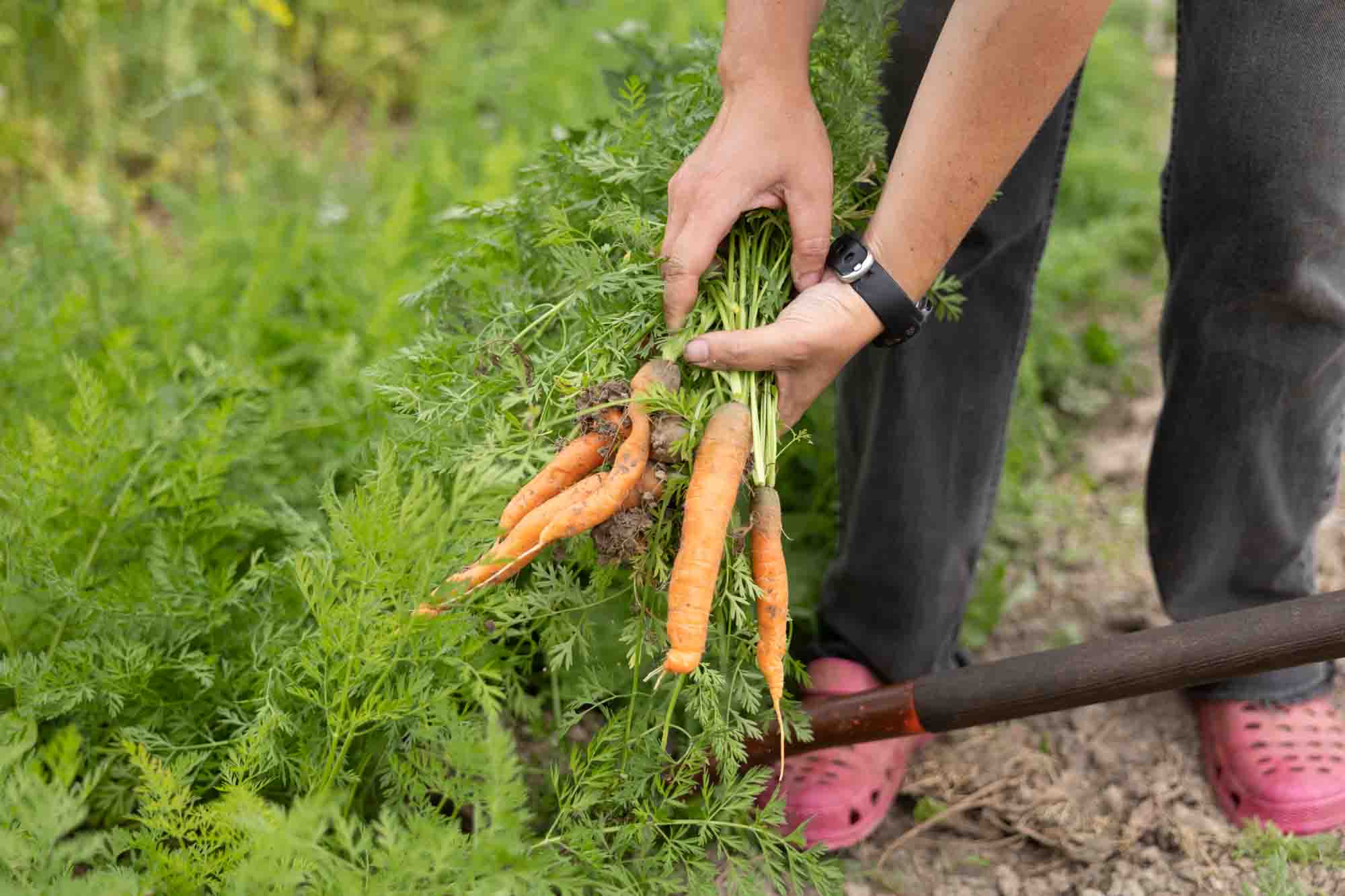 Hands harvesting carrots