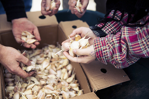 17 Big Idea Garlic 7D0A0030 KEITH WALTERS copy-web