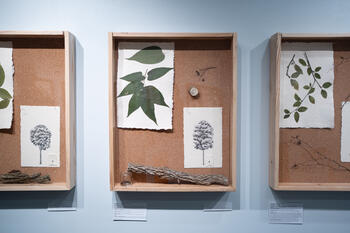 Frames with tree samples, pressings, poetry stanzas, and an illustration.