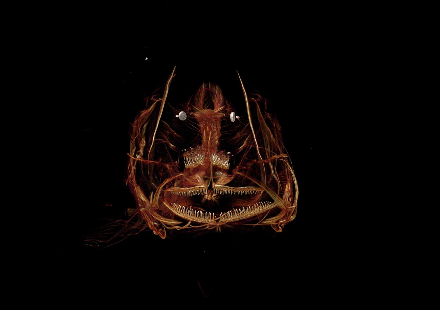 snailfish.ctscan.web.1