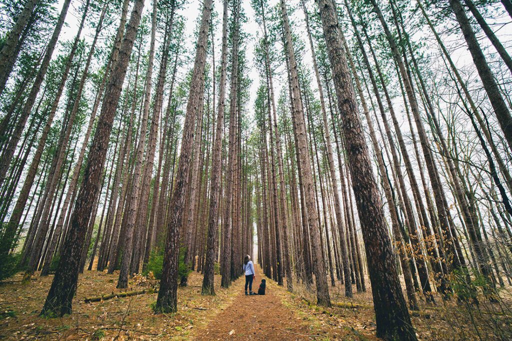 Joanna Duell Walters ’13 looks up at the giant pine trees at Cumming Nature Center in nearby Naples, N.Y. Experts say time spent outside can boost creativity and wellness and reduce stress. /Photo by Keith Walters ’11