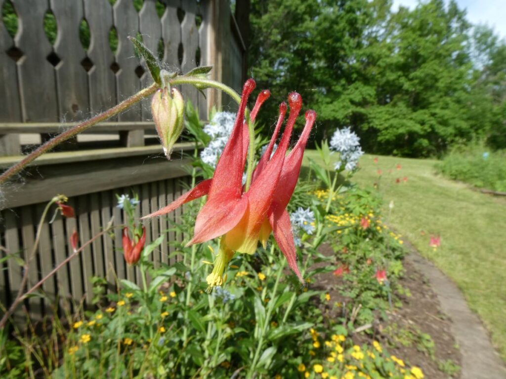 Wild columbine in the Arboretum gazebo garden