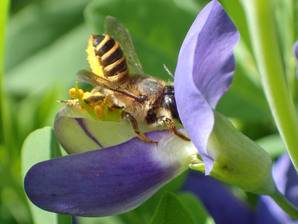 Leafcutter bee visiting a wild indigo flower