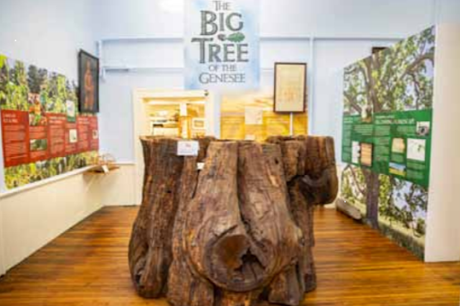 The Big Tree of the Genesee