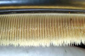 baleen plate photograph close up
