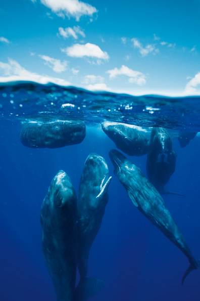 an image of sperm whales sleeping vertically seen from below the ocean surface