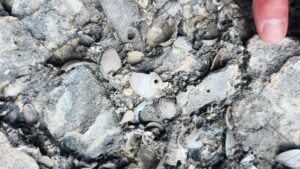 Clam fossils show a hole made by a moon snail. (Photo provided by Jeffrey Over)