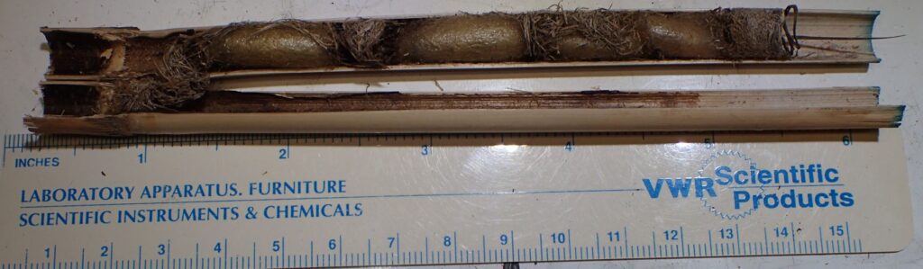 Grass wasp cocoons_P3260337_IP8-3-lg_cropped_200kb Dissected tube (IP8-3-lg) containing grass wasp cocoons separated by dividers of packed grass