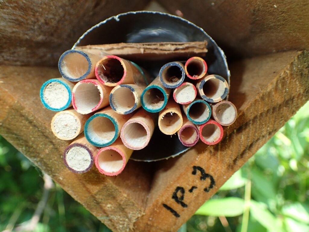 A set of bee tubes on 15 July 2025. Five tubes have been filled so far with light mud.