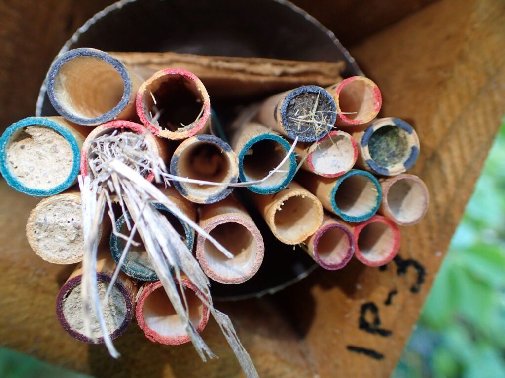 The same set of bee tubes as above on 19 August 2025. More tubes have been filled. The tubes with a dark fill are capped with chewed up leaves. The tube with grass sticking out of it is the work of a grass-carrying wasp.