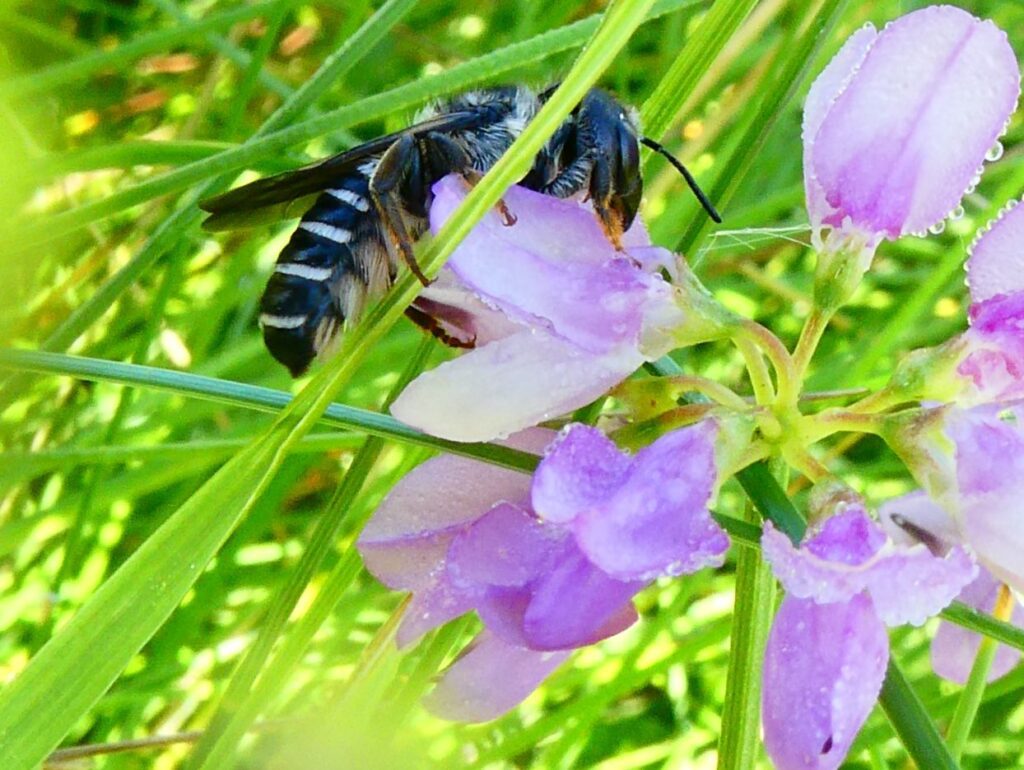 Leafcutter bee (Megachile pugnata) released on 6/29/2025 in no-mow zone