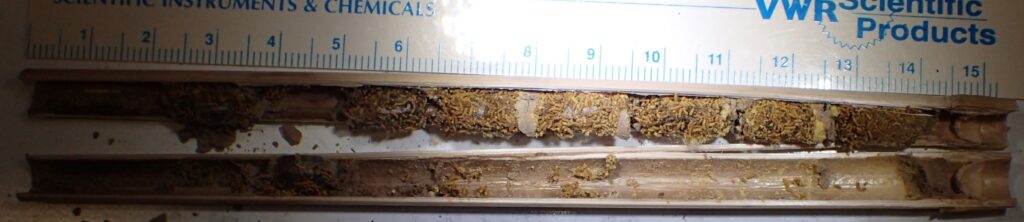 Mason bee cocoons in tube_P3260361_IP4-9-lg_cropped_200kb Dissected bee tube containing cocoons of mason bees separated by mud dividers.