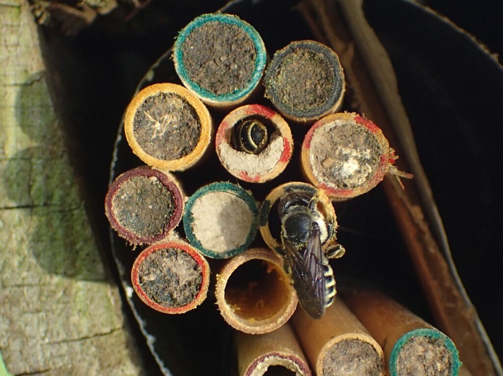 A leafcutter bee bringing nest materials or provisions for its offspring to its cavity nest