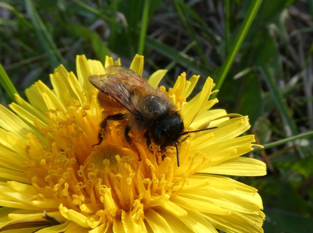 Mason bee released on 27 April 2026