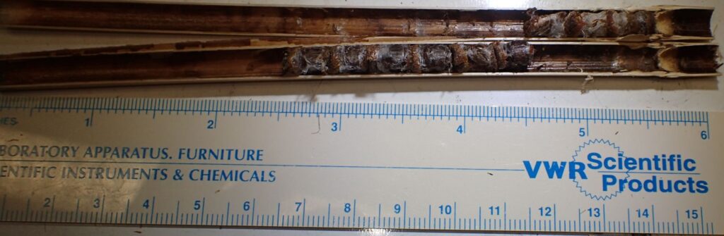 P3120322_IP2-3-sm_smallcellbee_cropped_200kb Dissected bee tube with small translucent cells separated by dividers made of masticated leaf material.