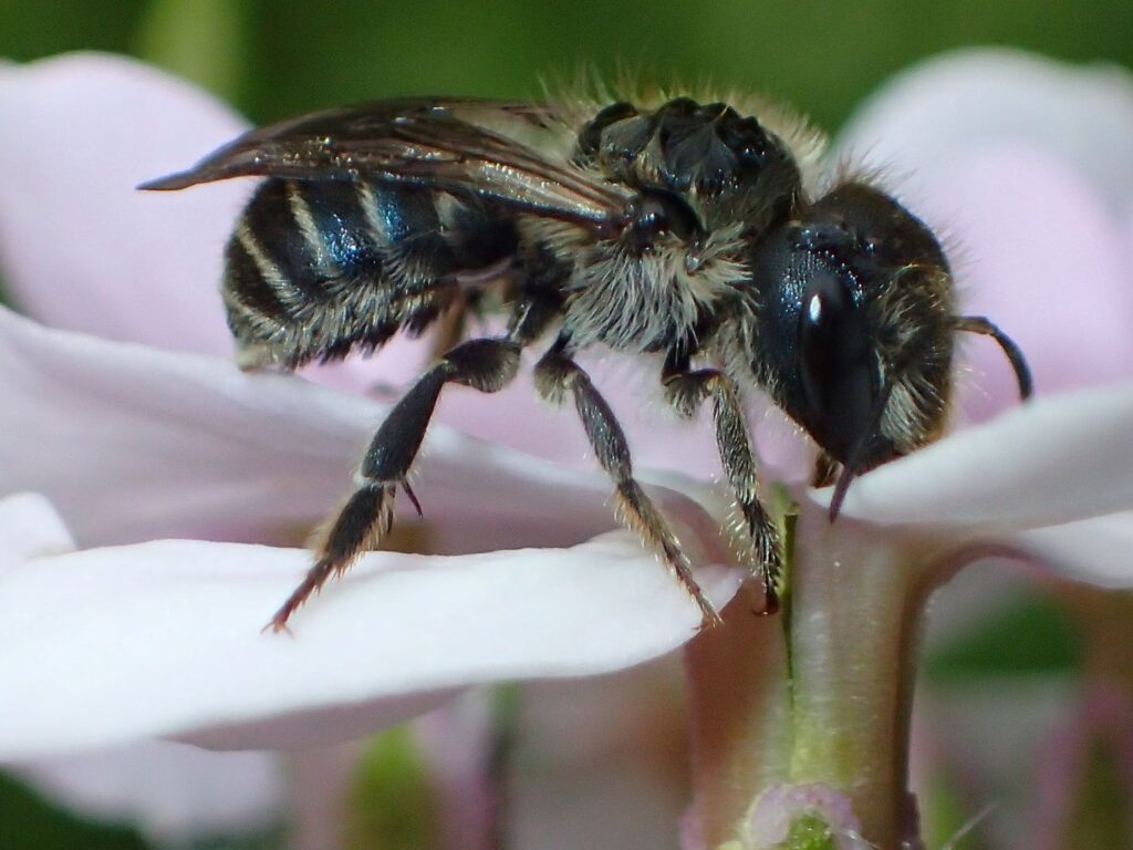 A leafcutter bee released near its nest site on 10 June 2026. She is drinking nectar from a dame's rocket flower.