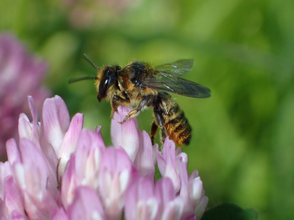 A leafcutter bee released near its nest site on 12 June 2026. The bee is sitting on a red clover flower.