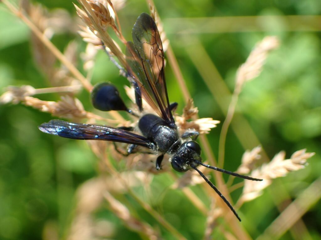Grass wasp (Isodontia mexicana) released on 6/17/2026 at the Island Preserve.