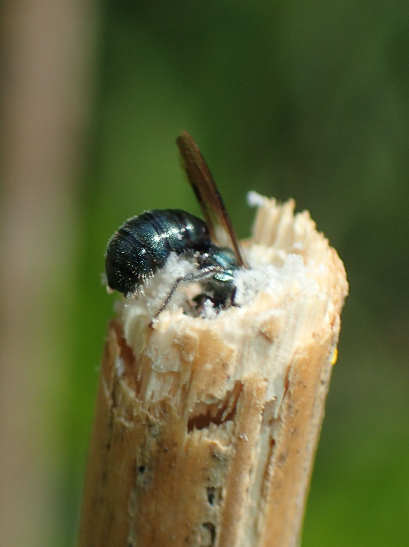 Ceratina small carpenter bee excavating the soft pith of a plant stem for its nest cavity