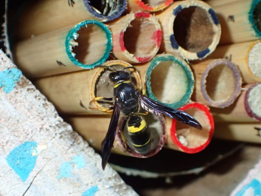 A potter wasp adds mud to seal a nest cavity after provisioning her offspring with prey like caterpillars.
