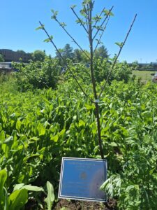 Earth Day Celebration plaque with cherry tree