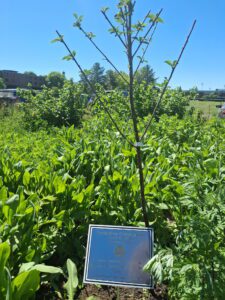 2026 Earth Day Celebration plaque and cherry tree