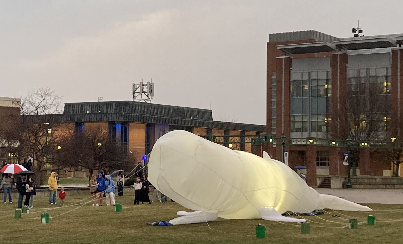 Image of an inflatable whale sculpture on the College Green at SUNY Geneseo